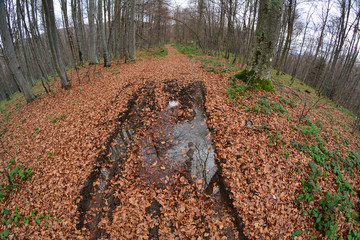 Forest path through late autumn beech forest