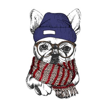 Vector hand drawn portrait of cozy winter dog. French bulldog wearing knitted scarf, beanie and hipster glasses.