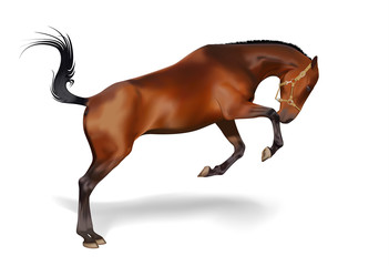 Brown Polo Horse. Vector illustration