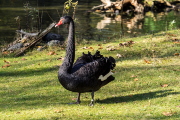 Trauerschwan - Cygnus atratus