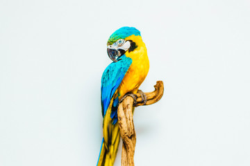 Parrot © Luka