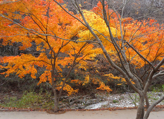 Orange and Yellow Autumn Foliage beside the Walkway in the Countryside of South Korea 