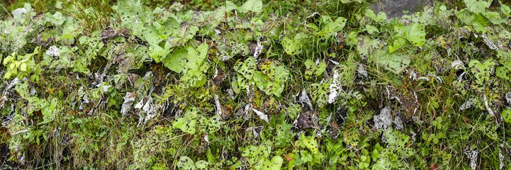 close up vegetation