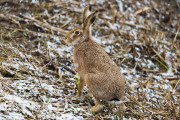 brown hare (European hare, Lepus europaeus)