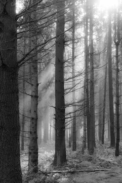 Into the light