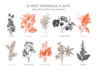Vector collection of most poisonous plants. Botanical hand drawn illustration. Vintage noxious plants sketch set isolated on white.