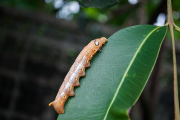 caterpillar