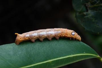 caterpillar