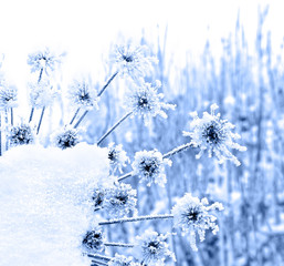 Flower (Heracleum) in winter with frozen ice crystals in snow