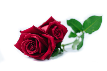 Naklejka premium A red rose