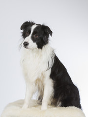 Border collie dog portrait. Image taken in a studio.