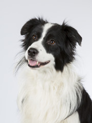 Naklejka na ściany i meble Border collie dog portrait. Image taken in a studio.