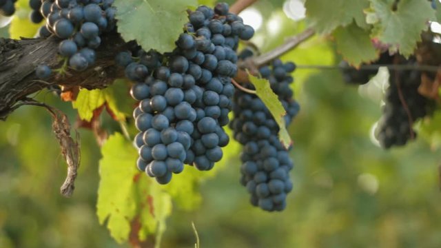 Tracking shot in vineyards