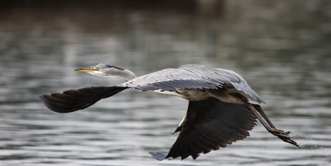 Grey Heron, Heron, Ardea cinerea