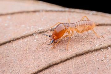 Close up Termites worker on dried leaf