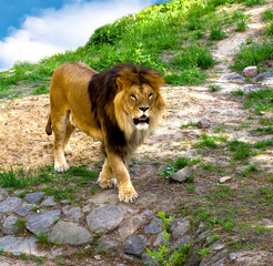 Lion on the path