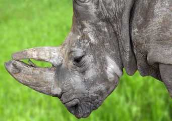 Foto auf Acrylglas Nashorn Rhino's profile