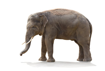 Fototapeta na wymiar Asian elephant (Elephas maximus) on white background