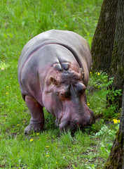 Hippopotamus grazing on green grass