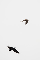 Common Kestrel vs Western Jackdaw