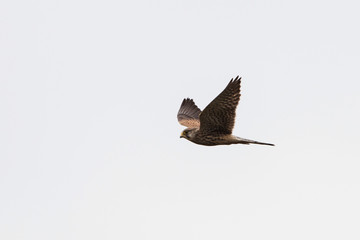 Common Kestrel, Kestrel , Falco tinnunculus