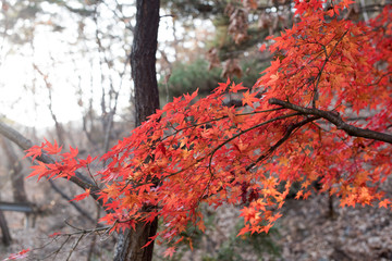 Autumn leaves./Late autumn one day I photographed leaves.