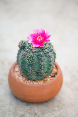 Closed up cactus and flower in pot