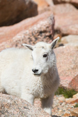 Baby Mountain Goats on Mount Evans
