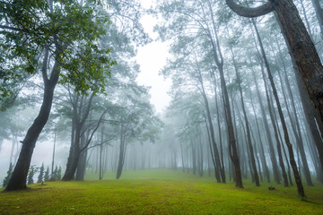 misty forest of pines  in morning