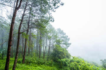 Fototapeta premium misty forest of pines in morning