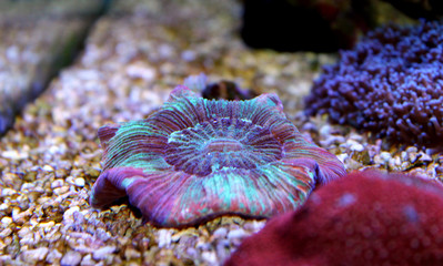 Fototapeta premium Rainbow Open Brain LPS Coral (Trachyphyllia radiata)