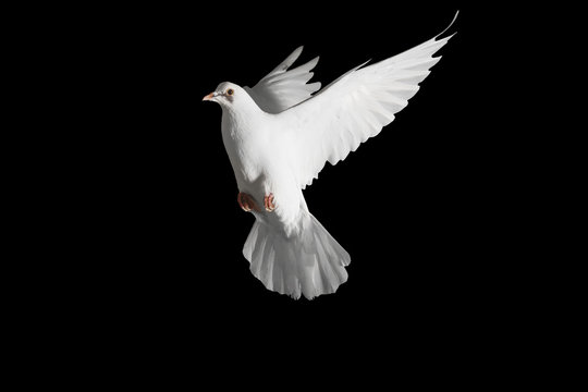 42,949 BEST Black And White Dove IMAGES, STOCK PHOTOS & VECTORS | Adobe