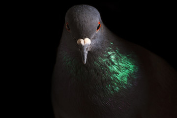 portrait rock pigeon with colored neck on a black background