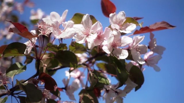 Apple tree flowers
