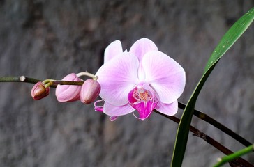 Pink Orchidaceae Phalaenopsis in the garden