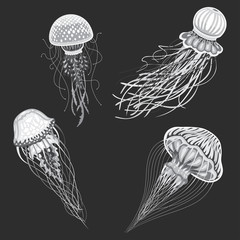 Naklejka premium Jellyfish vector isolated cartoon set of icons