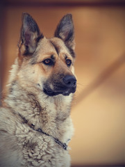Portrait of a dog.