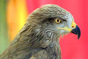 Eagle portrait