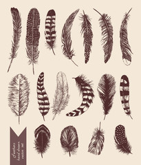Hand drawn vintage set with feathers. Vector.