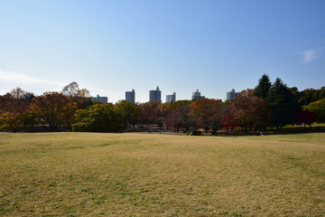 公園と高層ビル