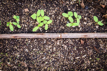 Fresh green newcomer  in soil lined up in a row