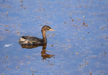 Bird (Little Grebe) , Thailand