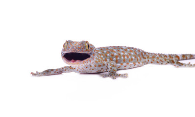 gecko isolated on white background