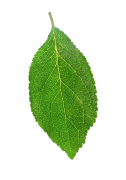 plum leaf isolated on white background with clipping path