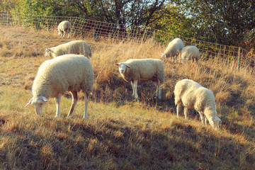 sheep