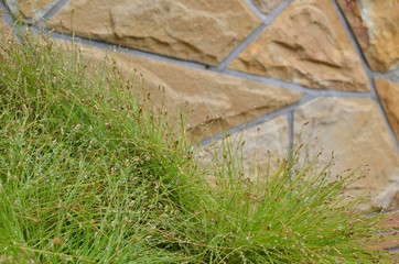 Green grassy plants with rain drops against stone surface.