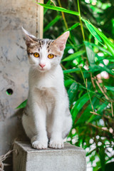 Beautiful thai cat.