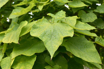 Fresh green leaves with rain drops after rain