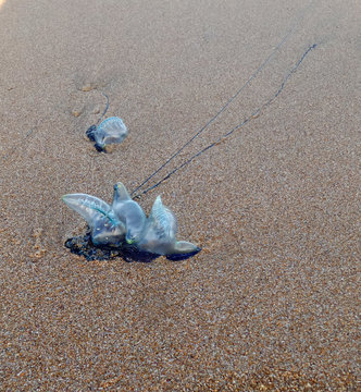 The Bluebottle Jellyfish On Send