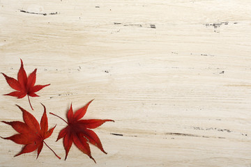 Obraz premium background with red leaves